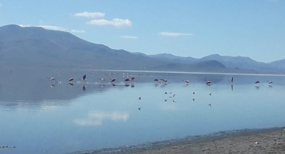 Incertidumbre sobre siembra de alevines en el lago Uru Uru