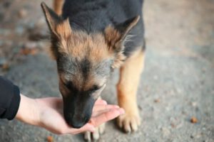 Interacciones con perros pueden aliviar el estrés y mejorar la concentración