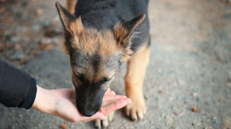 Interacciones con perros pueden aliviar el estrés y mejorar la concentración