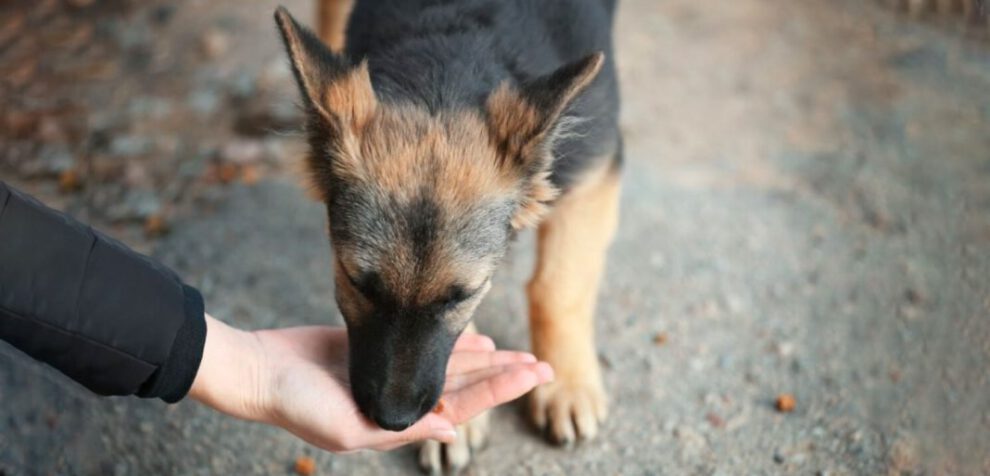 Interacciones con perros pueden aliviar el estrés y mejorar la concentración