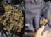 marihuana en una bolsa y otro tanto en los bolsillos