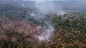 Una zona quemada ilegalmente en el Parque Estatal Guajará del país de Brasil