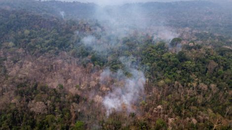 Una zona quemada ilegalmente en el Parque Estatal Guajará del país de Brasil