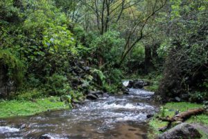 Bosques