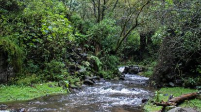 Bosques