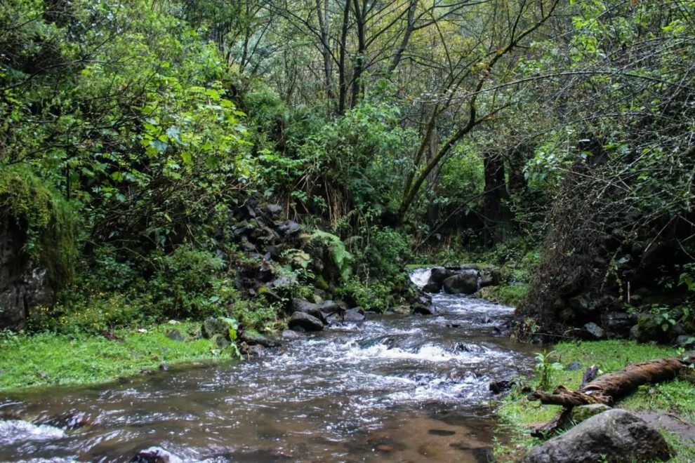 Bosques