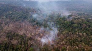 Zona quemada ilegalmente en el Parque Estatal Guajará-Mirím en Nova Mamoré de Brasil