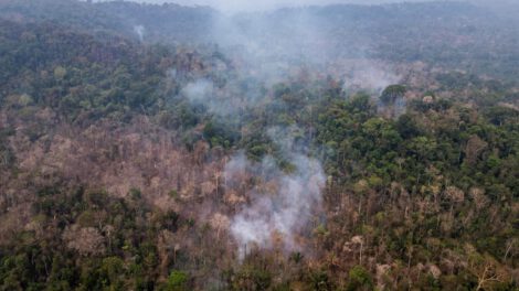 Zona quemada ilegalmente en el Parque Estatal Guajará-Mirím en Nova Mamoré de Brasil