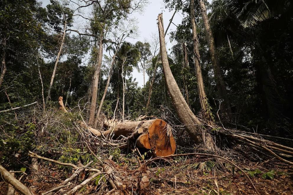 La deforestación de tierras
