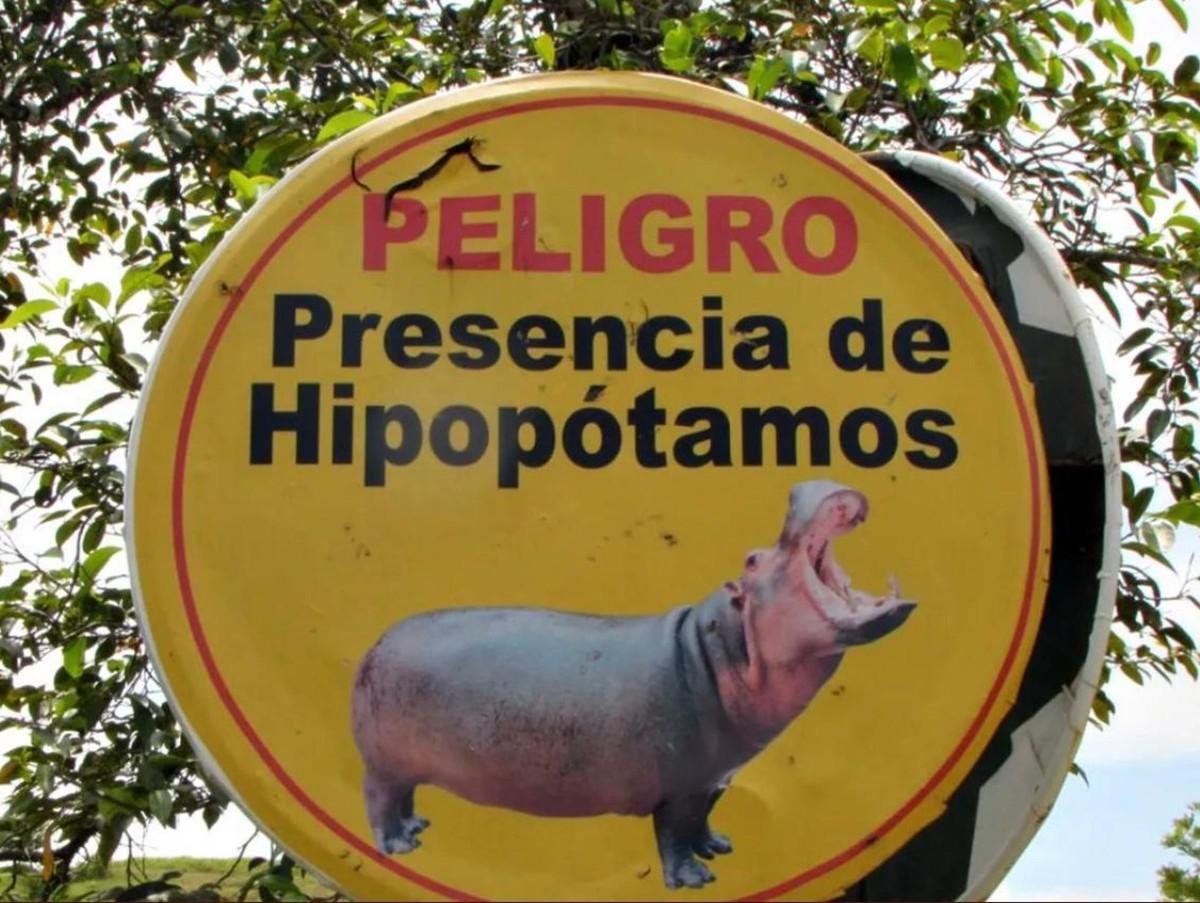 Bogotá decidió reducir la especie invasora de hipopótamos