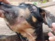 perrita mia