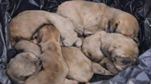 Los cachorros recién nacidos fueron tirados en plena vía pública
