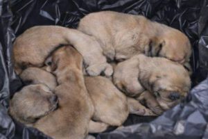 Los cachorros recién nacidos fueron tirados en plena vía pública