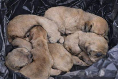 Los cachorros recién nacidos fueron tirados en plena vía pública