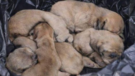 Los cachorros recién nacidos fueron tirados en plena vía pública