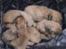 Los cachorros recién nacidos fueron tirados en plena vía pública