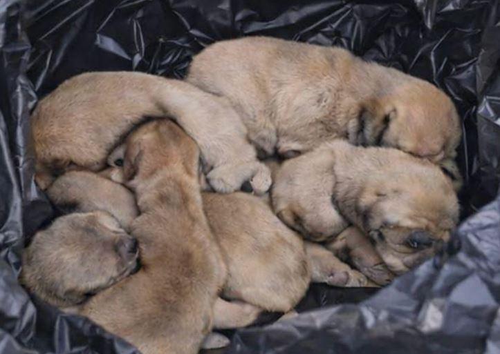 Los cachorros recién nacidos fueron tirados en plena vía pública