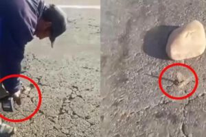 Un  persona utiliza un taladro industrial para perforar la capa asfáltica
