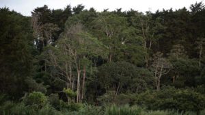 Entre 2015 y 2025, la superficie forestal mundial experimentó una reducción de 41 millones de hectáreas