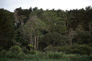 Entre 2015 y 2025, la superficie forestal mundial experimentó una reducción de 41 millones de hectáreas