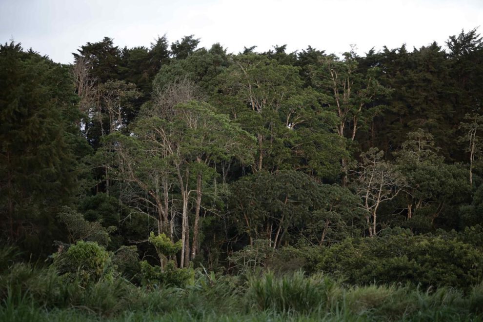 Entre 2015 y 2025, la superficie forestal mundial experimentó una reducción de 41 millones de hectáreas