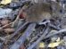 El hantavirus es transmitido principalmente por contacto con excrementos, orina o saliva de roedores infectados