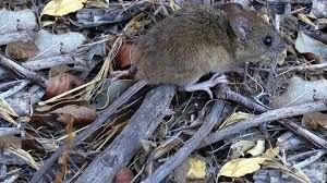 El hantavirus es transmitido principalmente por contacto con excrementos, orina o saliva de roedores infectados