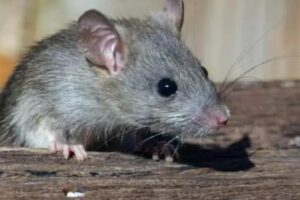 La cepa se trasmite por la orina y excremento de los roedores