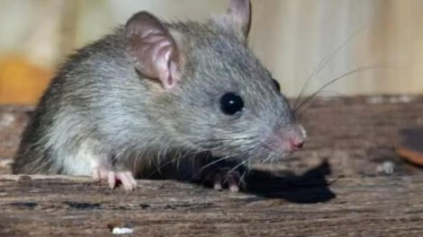 La cepa se trasmite por la orina y excremento de los roedores