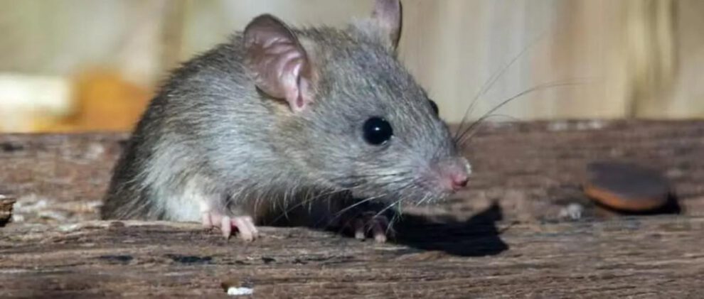 La cepa se trasmite por la orina y excremento de los roedores