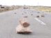 bloqueo de carreteras Caracollo