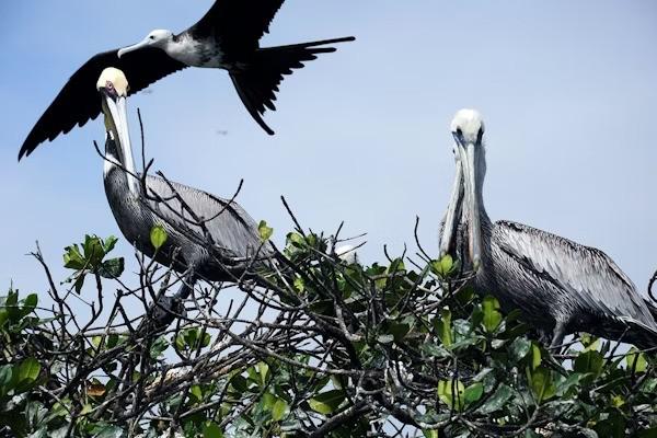Aves