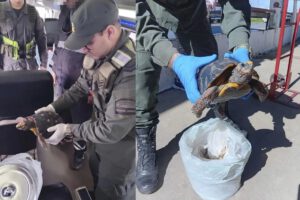 Gendarmería rescató a una tortuga de patas rojas que era transportada ocultamente en una olla de metal