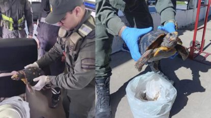 Gendarmería rescató a una tortuga de patas rojas que era transportada ocultamente en una olla de metal
