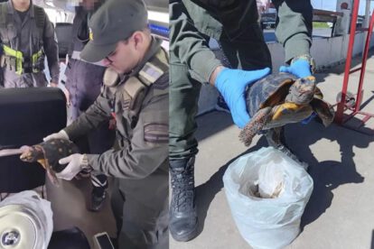 Gendarmería rescató a una tortuga de patas rojas que era transportada ocultamente en una olla de metal