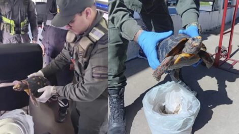 Gendarmería rescató a una tortuga de patas rojas que era transportada ocultamente en una olla de metal