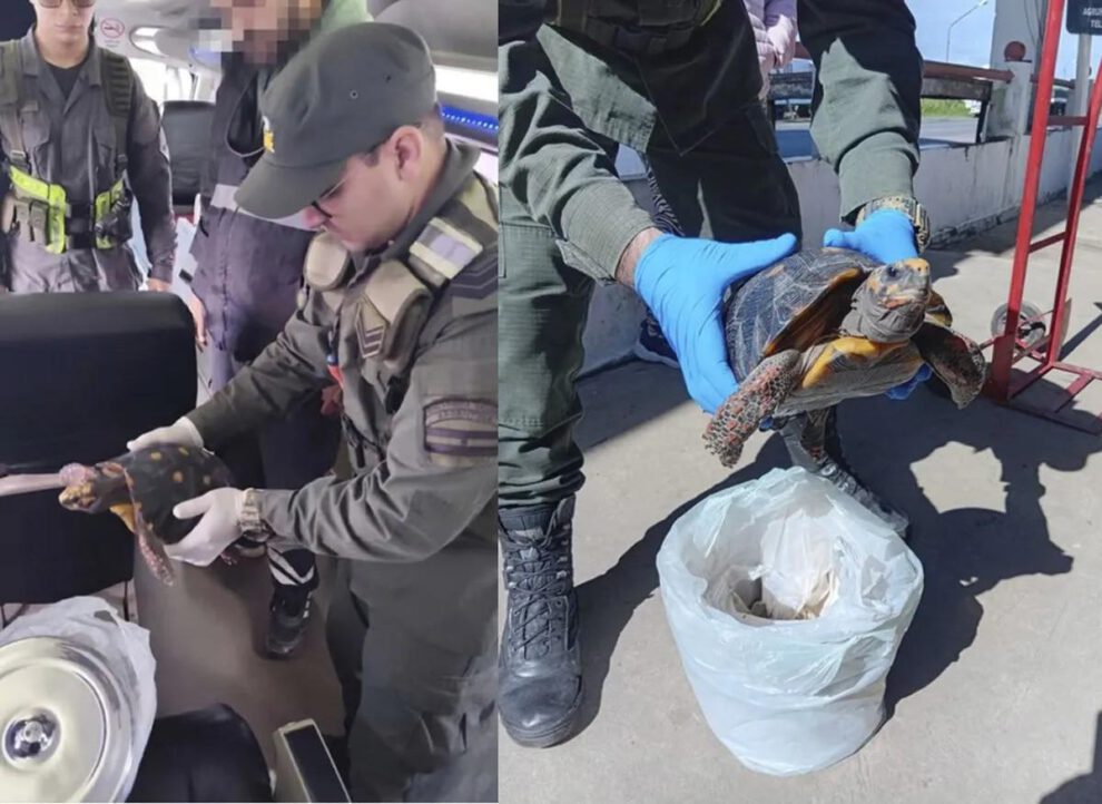 Gendarmería rescató a una tortuga de patas rojas que era transportada ocultamente en una olla de metal