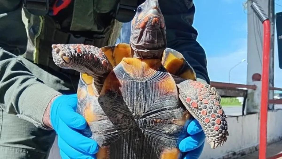 La tortuga terrestre de patas rojas es clave en los ecosistemas tropicales y subtropicales de Sudamérica