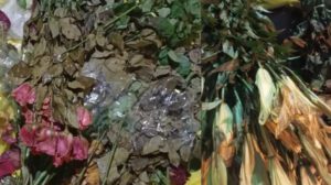 FLORES