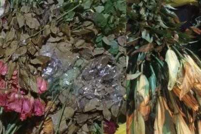 FLORES