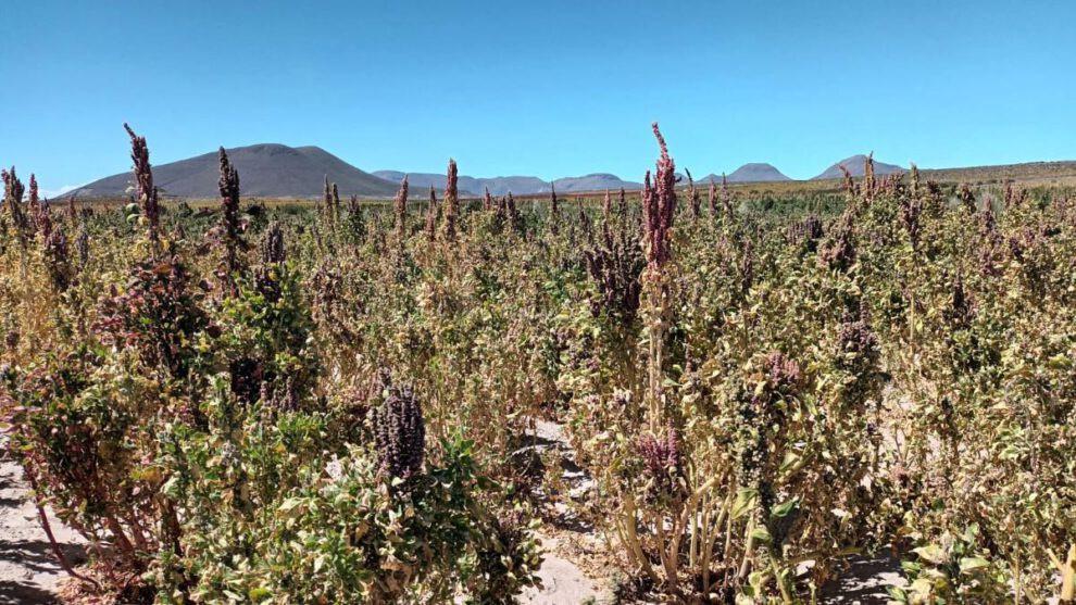 Sembradíos de quinua Oruro