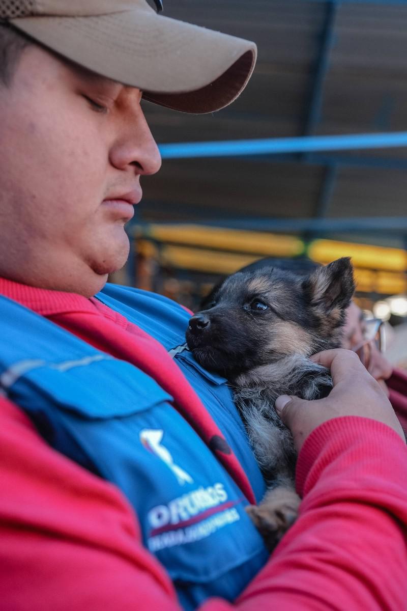 Cachorro
