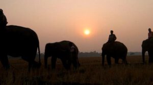 La mujer de 33 años, falleció en el Campamento de Elefantes de Dubare, en la India