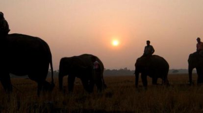 La mujer de 33 años, falleció en el Campamento de Elefantes de Dubare, en la India