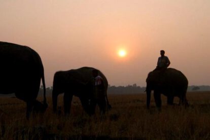 La mujer de 33 años, falleció en el Campamento de Elefantes de Dubare, en la India
