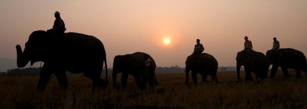 La mujer de 33 años, falleció en el Campamento de Elefantes de Dubare, en la India