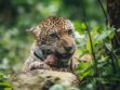 Algunas de las especies que alberga Senda Verde son 25 felinos, cuatro osos y nueve especies de mono