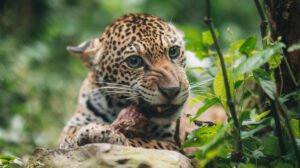 Algunas de las especies que alberga Senda Verde son 25 felinos, cuatro osos y nueve especies de mono
