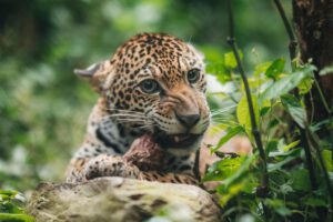Algunas de las especies que alberga Senda Verde son 25 felinos, cuatro osos y nueve especies de mono