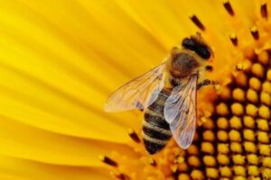 abejas